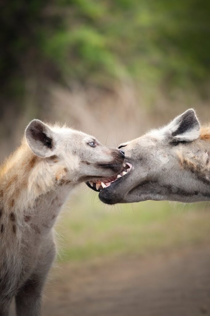 Close-up of two hyenas interacting in the wild, showcasing natural behavior in a South African setting.